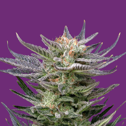 Sweet Purple