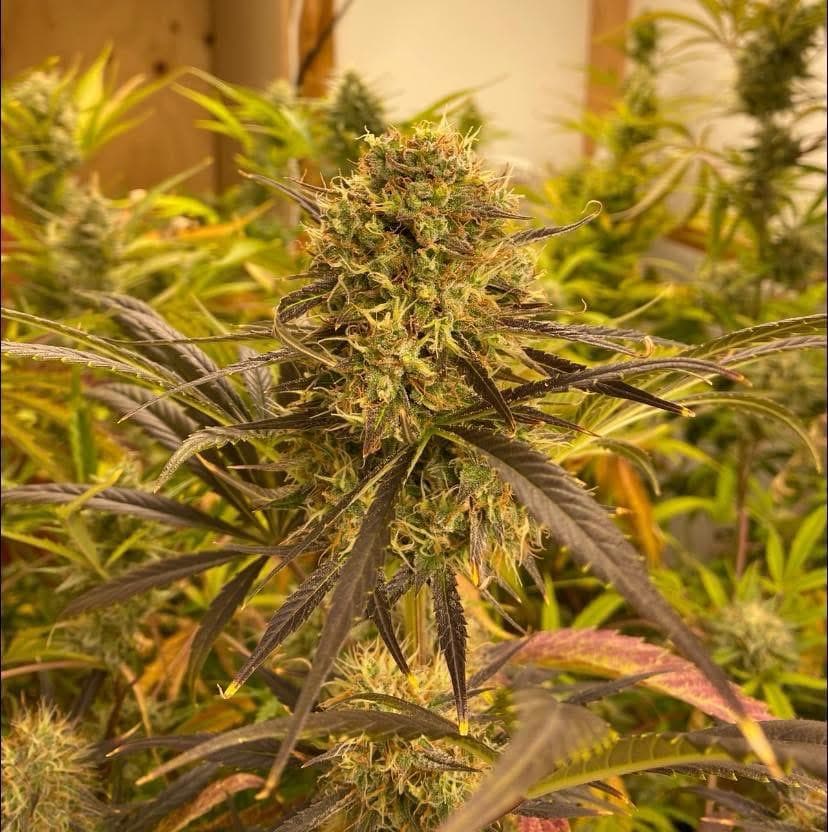 Gelato Kush