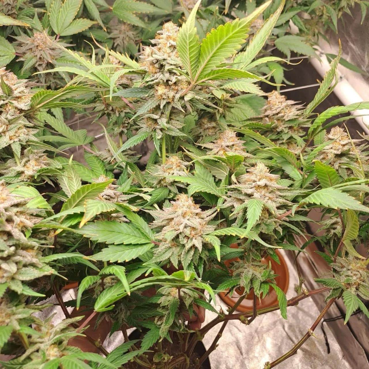 Critical