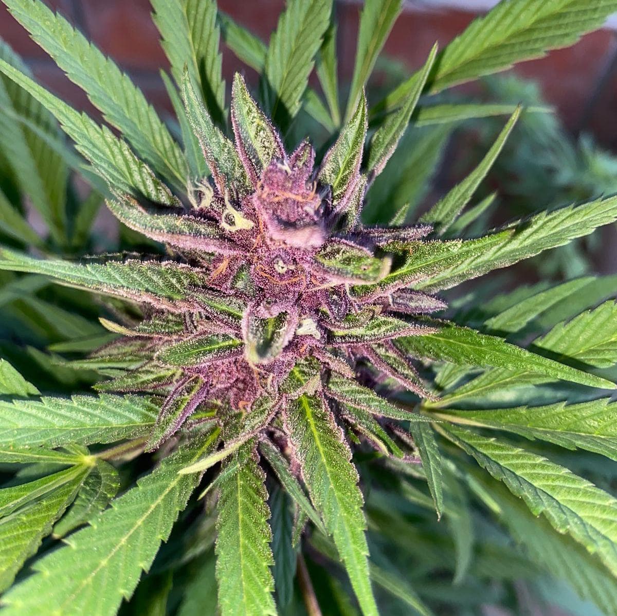 Purple Haze