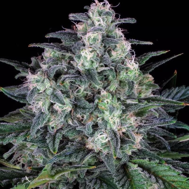 Auto White Widow