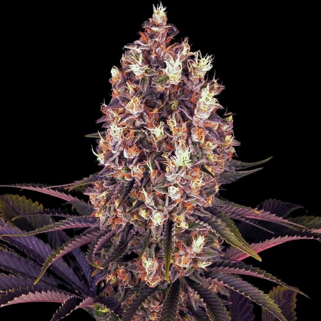 Blueberry