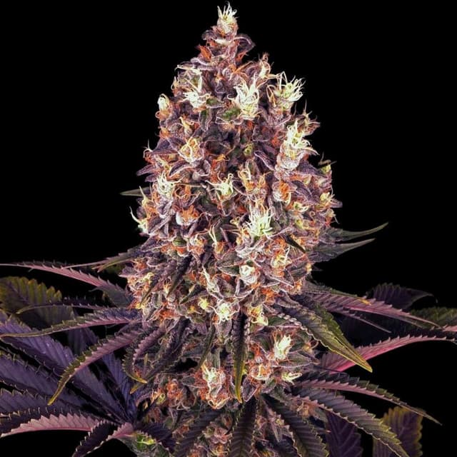 Blueberry