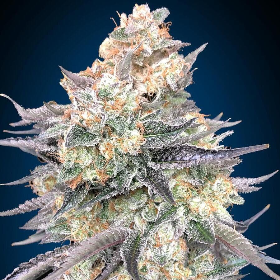 Blue Dream