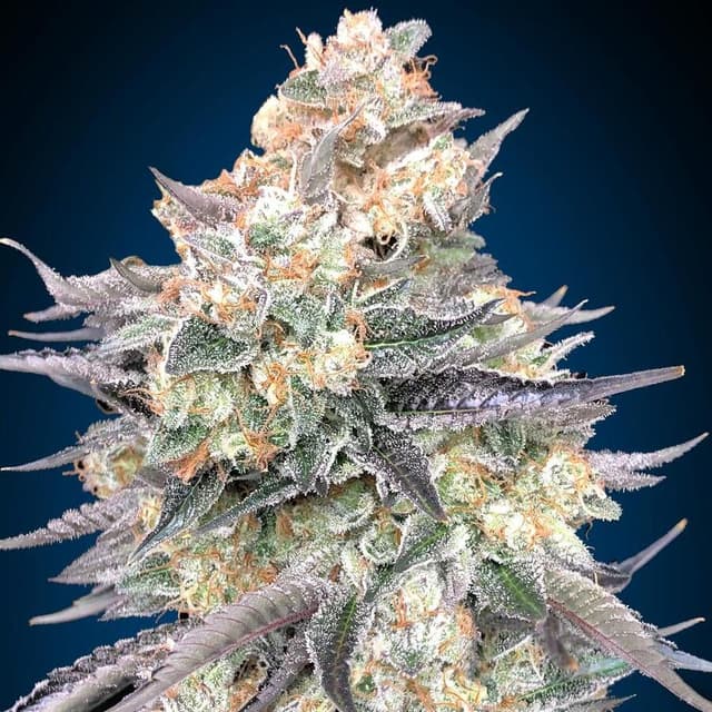 Blue Dream