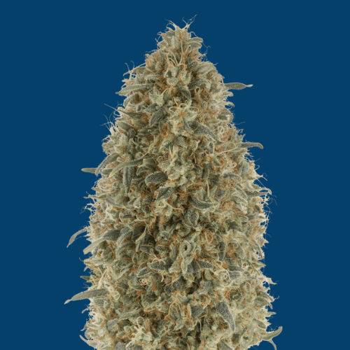 Gorilla Glue